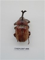 藏品(獨角仙)的圖片